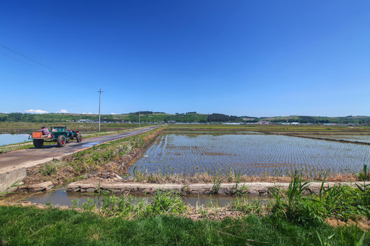 海兰江畔水稻田