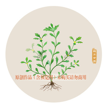 鵝不食草