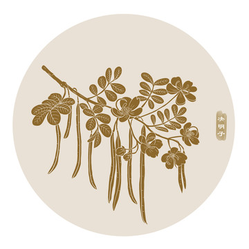線描決明子