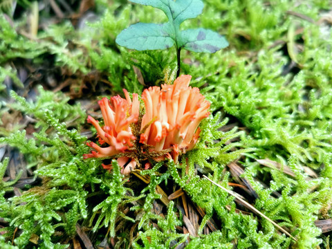 野生菌刷把菌