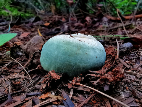 野生菌青头菌