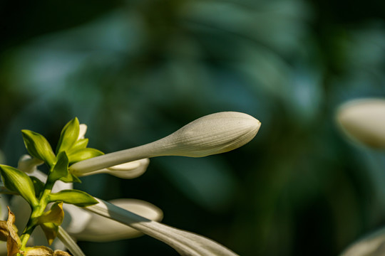 玉簪花