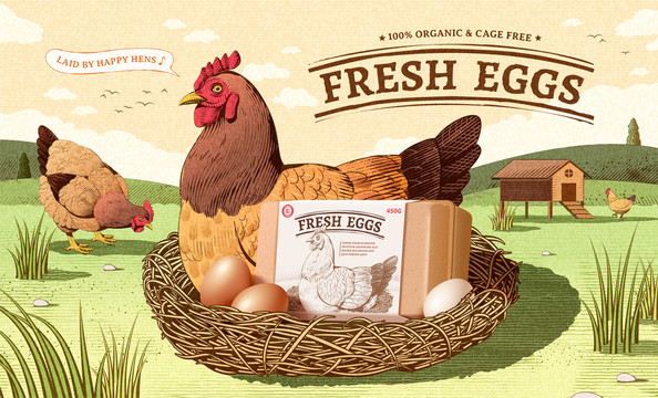 农家鸡蛋复古广告 母鸡孵蛋刻蚀风格横幅