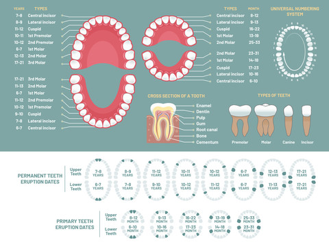 牙齿随年龄发展型态齿模剖面图教学海报