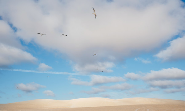 晴朗蓝天海鸥翱翔金色沙漠上空摄影照