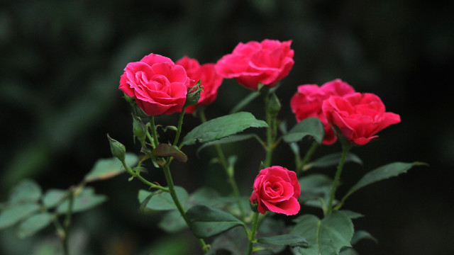 月季花