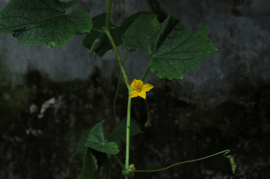 黄瓜花