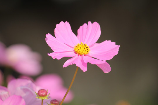 一片美丽的格桑花