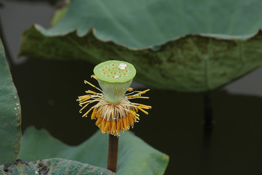 荷花莲蓬特写