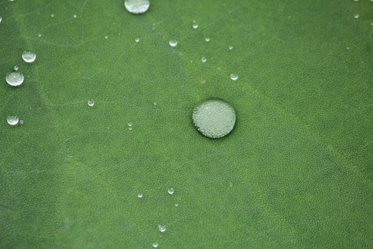 荷叶上的水滴