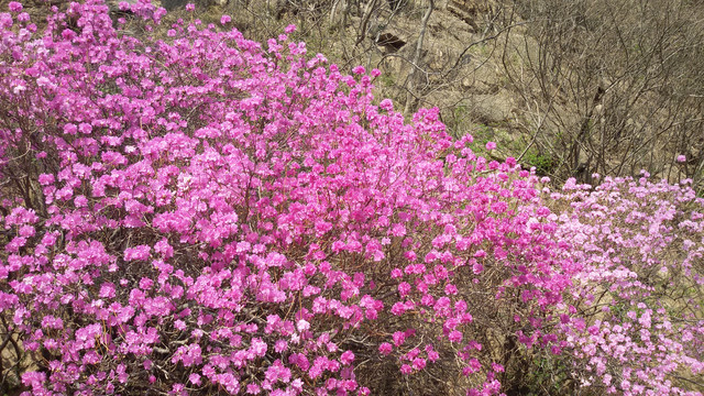 杜鹃花