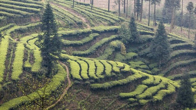 宜宾屏山富荣云顶茶海