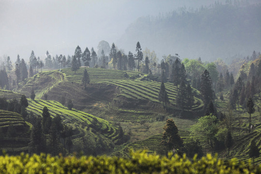 宜宾屏山富荣云顶茶海茶山风光