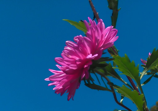 芍药特写