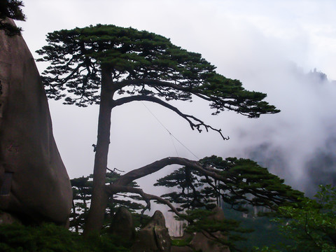 黄山迎客松