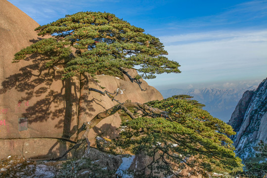 黄山迎客松