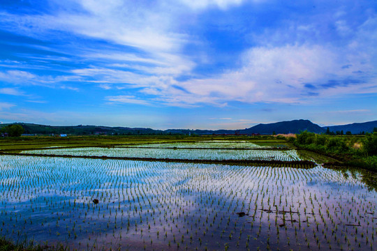 水稻田