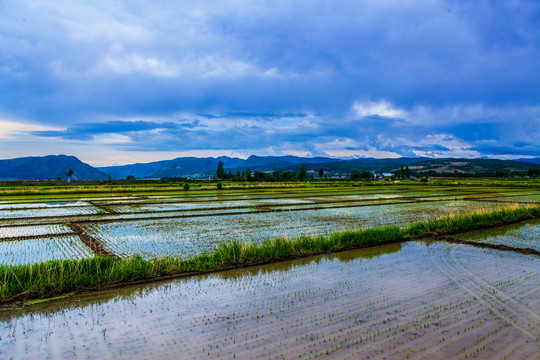 水稻田