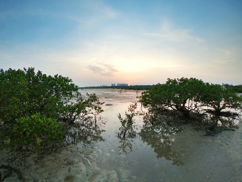 北海红树林湿地退潮