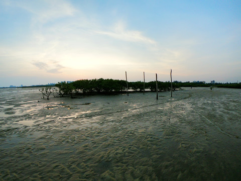 退潮后的红树林湿地海滩