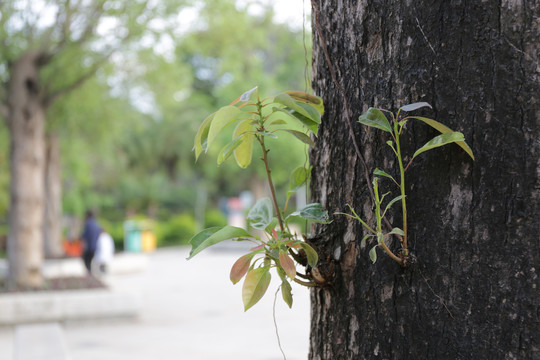 老树发新芽绿芽