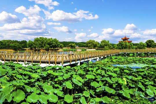 荷塘园林风景