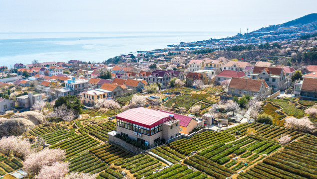 青岛崂山区海边茶园