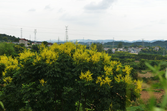 漫山遍野紫薇花