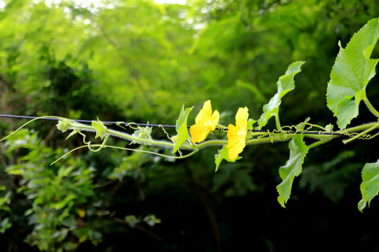 丝瓜藤花