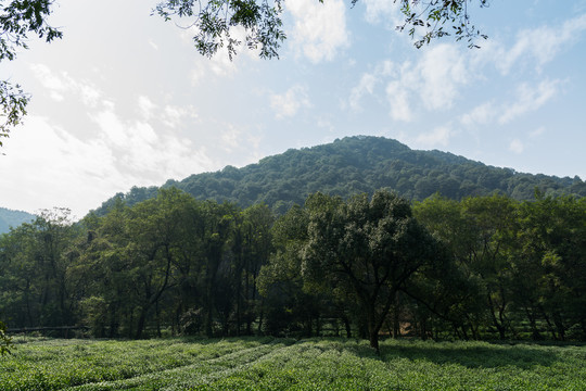 杭州茶园山林风景