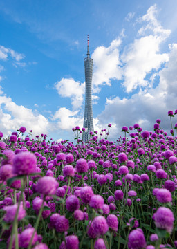 蓝色天空下的广州塔与花海