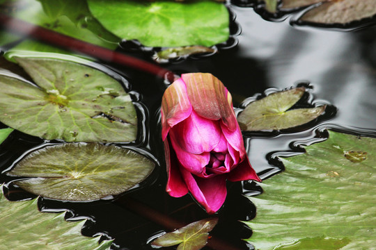 水里的莲花