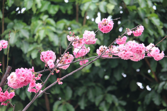 高盆樱桃花