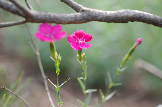 美丽石竹花红色小花