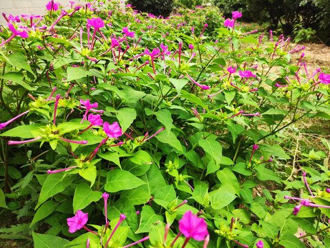 紫茉莉花