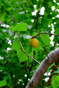 黄杏树