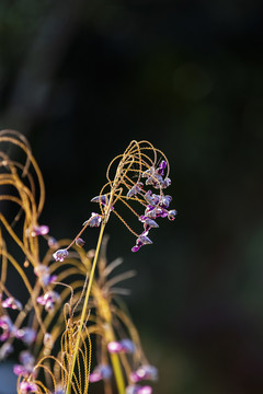 再力花