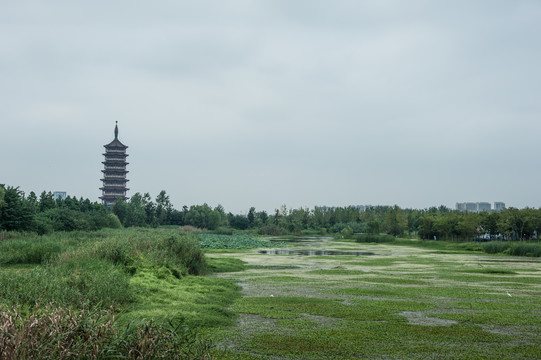 田野地平线