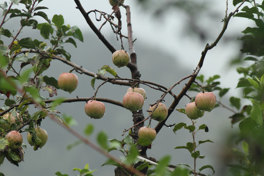 苹果树