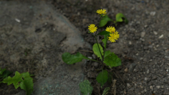 黄鹌菜