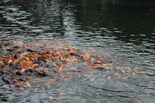 池塘里的一群锦鲤鱼