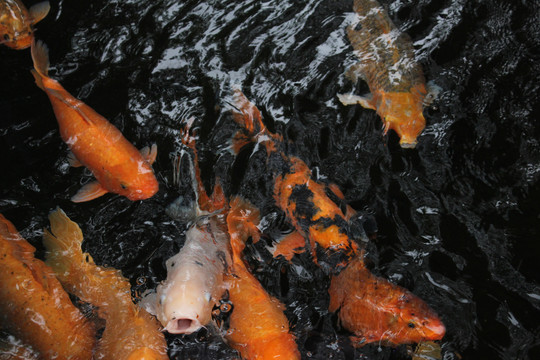 池塘里的一群锦鲤鱼