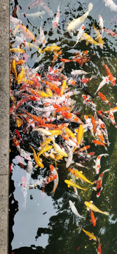 金魚