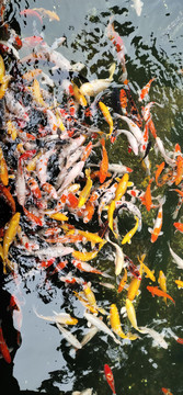 魚
