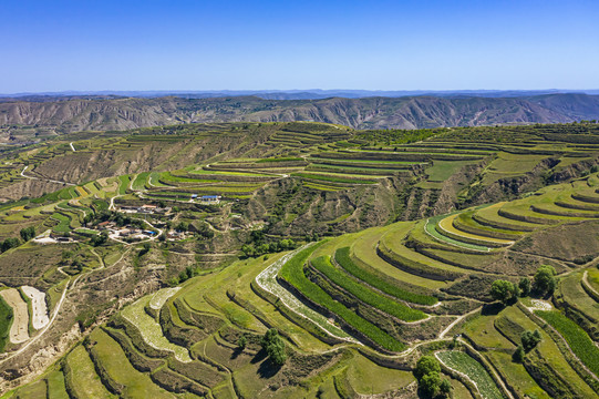 山坡农田