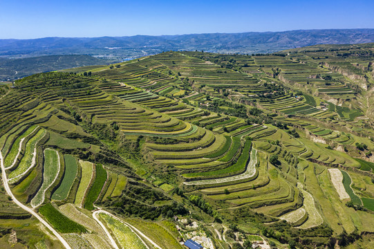 山坡梯田