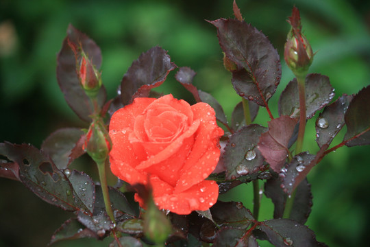 雨后月季花