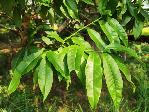 桃花树叶