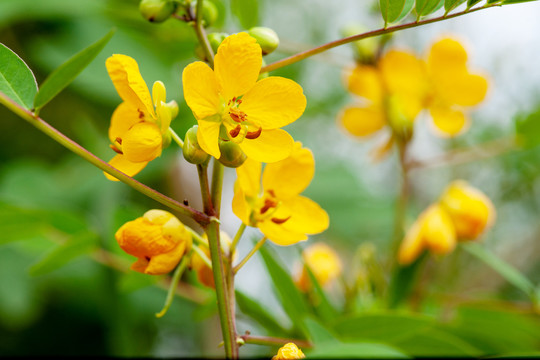 决明子花