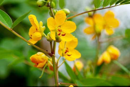 决明子花